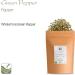 Organic Green Peppercorns Whole - Gourmet Pepper Corn for Grinder - 100g - Buy Online on SooperMarket.com