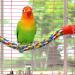 Bird Perch Cage Rope for Parrots Parakeets & Cockatiels | Comfortable & Colorful 80 cm Long with Plastic Nuts - Buy Online on SooperMarket.com