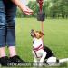 AEMIAO Dog Treat Pouch - Small Magnetic Closure Training Bag for Pet Puppy Walking - Includes Carabiner - Grey - Buy Online on SooperMarket.com