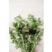 doTERRA Marjoram Essential Oil 15 ml - Premium Quality International Shipping Available - Buy Online on SooperMarket.com