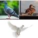 100 Bird Identification Rings - Pigeon Footrings Parrot Leg Bands & Poultry Marking Tape - 8mm Clamping Rings for Chickens Quail & More - Buy Online on SooperMarket.com