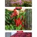 Red oil Chili Sauce Instant sauce Sesame Red Oil Spicy Sauce (65g*5/10/20 cans) dipping sauce Chili pepper mixed noodles sauce Chilli & Hot Pepper Sauce Miso delicious snack gifts (10 cans) - Buy Online on SooperMarket.com