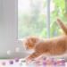 Amaxiu 30Pcs Cat Toy Balls Soft Kitten Pompom Ball Indoor Cats Interactive Ball Toys 3cm/1.18in Queit Cat Ball Cat Pom Pom Balls for Pet Play Pursue Roll Fetch Pink and Purple - Buy Online on SooperMarket.com