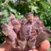 Natural Purple Amethyst Cluster Crystal Quartz Decorative Stone kaixun (Size : 500-550g) - Buy Online on SooperMarket.com