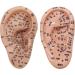 Yililay Ear Seed Acupuncture Kit - Complete 7.5 Inch Soft Ear Seed Set for Ear Therapy Weight Loss & Wellness - Buy Online on SooperMarket.com