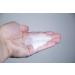 Neogen Companion Hand Sanitizer 1 gal - 490909/1 | Buy Online - Buy Online on SooperMarket.com