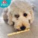 8in1 Pro Dental Twisted Sticks - healthy chew sticks for dogs for dental care 35 pieces (pack of 1) Dental 190 g (Pack of 1) - Buy Online on SooperMarket.com