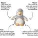 Nuby Penguin Baby Cry Sensor Sleep Aid | Calming Lullabies & White Noise | Soothe Baby to Sleep from Birth - Buy Online on SooperMarket.com