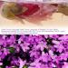 Dried Violets 35g - Sweet Violet Tea and Edible Flowers for Natural Food Coloring - Buy Online on SooperMarket.com