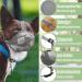 Breathable Mesh Dog Muzzle - Adjustable for Small Medium & Large Breeds | Prevents Biting Chewing & Barking - Gray XS - Buy Online on SooperMarket.com