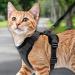 Comfortable Cat Dishes with Leash - Breathable Air Mesh Fits Neck 28-35 cm & Chest 45-51 cm - Easy On/Off - Black S - Buy Online on SooperMarket.com