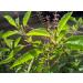 Tulsi powder 100g natural Holy Basil Queen of Herbs tulasi Indian Basil Dried Tulsi loose Leaves. - Buy Online on SooperMarket.com