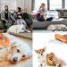 BNFGD 1Pcs Pet Hair Cleaner Brush Cute Cat Brush Dog Brush Pet Combing Brush Pet Combing Brush with Hair Removal Button Artifact for Stroking Cats and Dogs Pet Hair Cleaner Brush(Orange) - Buy Online on SooperMarket.com