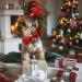 Buy Lionheart Glory Red Christmas Dog Collar - Adjustable Soft Loop Collar for Small Dogs & Girls | Perfect Holiday Gift - Buy Online on SooperMarket.com