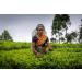 Dilmah Rooibos with Chocolate Turmeric Ginger & Almond 20 Tea Bags Ethical Sri Lankan Tea - Buy Online on SooperMarket.com
