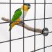 5PCS Natural Wood Bird Perches for Parrot - Wooden Stand Branches for Small Birds - Cage Accessories for Parakeet, Budgies, Cockatiels, Conure, Lovebirds - Buy Online on SooperMarket.com
