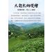 Pu-erh tea 2017 Old comrade 9968 250g Raw - Buy Online on SooperMarket.com