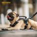 Oneigris Dog Harness & Leash Set | Mini Trooper Puppy Dishes for Extra Small to Medium Dogs - Black XS - Buy Online on SooperMarket.com