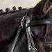 Shop Sunride English Combined Bridle Berlin with Reins - Soft Real Leather Adjustable & Anatomical for Ponies - Black - Buy Online on SooperMarket.com