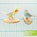 Reyshin Bird Seating Board Set - 4 Pieces Bird Playground Accessories with 5 Rat Balls for Budgies Canaries and Lovebirds - Ideal Bird Cage Toys - Buy Online on SooperMarket.com