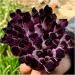 Crystals 1pc Natural Amethyst Violet Ghost Phantom Quartz Crystal Cluster Specimen Pray Home Decor degaussing Stone Collection (Size : 610-700g) - Buy Online on SooperMarket.com