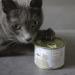 Mjamjam Premium Cat Wet Food - Blanched Turkey & Mussels Sauce | Grain Free | 6 x 185g Pack - Buy Online on SooperMarket.com