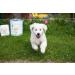 SONNENMOOR Liquid Moor for Dogs 500ml Natural Support for Pets | International Shipping Available - Buy Online on SooperMarket.com