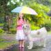 Petcute 6XL Pink Waterproof Dog Raincoat - Breathable & Transparent Hooded Coat for Medium & Large Dogs - Buy Online on SooperMarket.com