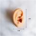 Soft Silicone Ear Template for Teaching - Silicone Ear Template for Acupuncture - Simulation Silicone Model for Practice Practice - Buy Online on SooperMarket.com