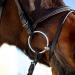 HORZE Weston Padded Leather Horse Bridle with Flash Noseband & Web Reins - Brown | Snaffle Bridle - Buy Online on SooperMarket.com