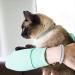 Pettsie Cat Kitten Collar - Breakaway Safety & Friendship Bracelet - Durable 100% Cotton - Adjustable with D-Ring - Blue - Gift Box Included - Buy Online on SooperMarket.com