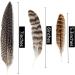 30Pcs Natural Turkey Spotted Feathers for DIY Crafts and Decor - 6-8 inch (3 Styles) - Buy Online on SooperMarket.com