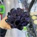Crystals 1pc Natural Rare Purple Quartz Crystal Cluster Specimen Stone Collection - Buy Online on SooperMarket.com