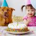10-Pack Gold Acrylic Happy Birthday Cake Toppers - 4x6 inch - Birthday Cake Supplies - Buy Online on SooperMarket.com