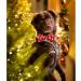 Shop Lionheart Glory Christmas Dog Halison - Adjustable Soft Penguin Fly Collar for Large Dogs - Perfect Holiday Gift! - Buy Online on SooperMarket.com