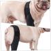 CORHAD Dog Leg Braces for Hindleg Comfortable Dog Knee Dog Back Leg Protector Puppy Pet Mesh Fabric Care M As Shown - Buy Online on SooperMarket.com