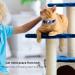 KOLACEN Reflective AirTag Cat Collar GPS Cat Collar with Adjustable AirTag Holder Bell Breakaway Buckle Compatible with Apple AirTag Anti-Lost Cat Tracker Collar for Cats Kittens Small Dogs (Blue) - Buy Online on SooperMarket.com