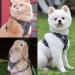 Fineasy Adjustable Cat Leash & Dish Set - Safe Cat Harness for Cats & Kittens - Grey Small - Buy Online on SooperMarket.com