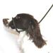 Dog & Field Figure 8 Anti-Pull Lead/Halter/Head Collar/Harness (Olive Green)