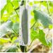 INOOMP 4pcs Shaped Growth Mold Cucumber Shaper Fruit Cucumber Shaping Molds Cucumber Growth Molds Cookie Molds Heart Chocolate Mold Cucumber Mold Plastic Container Watermelon As Shown medium - Buy Online on SooperMarket.com