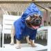 iChoue Lightweight Dog Raincoat Hooded Jacket for French Bulldog Shiba Inu - Blue/Size M - Buy Online on SooperMarket.com
