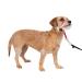 PetSafe Gentle Guide Collar with Training DVD Small Red