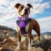 Joytale Softly Padded Neoprene Dog Collar for Large Dogs - Reflective Nylon Purple - 1 Pack - Buy Online on SooperMarket.com