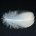 HaiMay 450 White Feathers for Craft Wedding & Party Decor 3-5 inches - Home Decorations - Buy Online on SooperMarket.com