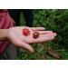 Buy Mandoi Organic Whole Mace (Macis) - 25g | Premium Nutmeg Flowers from Indonesia - International Shipping - Buy Online on SooperMarket.com