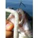 Real Fish Sink-O-Ring for Yamamoto Senko Worms | Soft Baits Rig O-Ring Tool | 3/8 inch Black - Buy Online on SooperMarket.com
