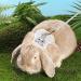 Shop Lumenty Adjustable Leash & Harness for Rabbits - 1.20m Breathable West Design for Small Pets | Ideal for Dwarf Rabbits & Cats - Buy Online on SooperMarket.com