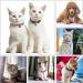 Molain 24pcs Cat Bells with Keyrings- Dog Collar Bells Training Jingle Bell Collar Pendant Pet Accessories Festival Party DIY Small Bells Mixed Color - Buy Online on SooperMarket.com