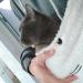 Women Cute Cat Ear Hoodies Pet Carrier Sweatershirt Puppy Kitten Pouch Jumper Long Sleeve Pullover Tops XL White - Buy Online on SooperMarket.com
