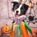 Shop Cute Pink Pumpkin Dog Collar | Aring Pet Halloween Halison - Cotton Halloween Collars for All Dog Sizes - Buy Online on SooperMarket.com
